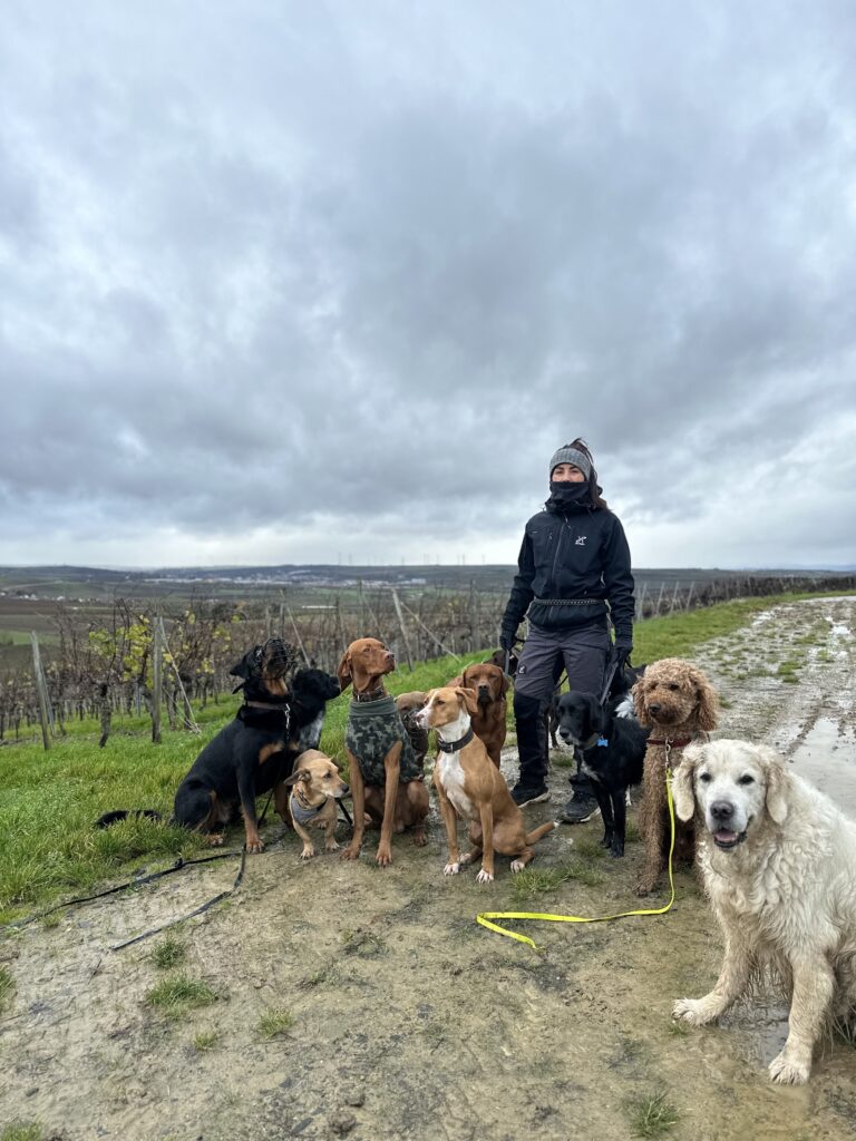 Dogwalking: Hundebetreuung in Kassel und Umgebung