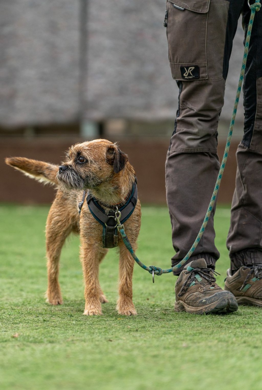 Hundetraining Kassel