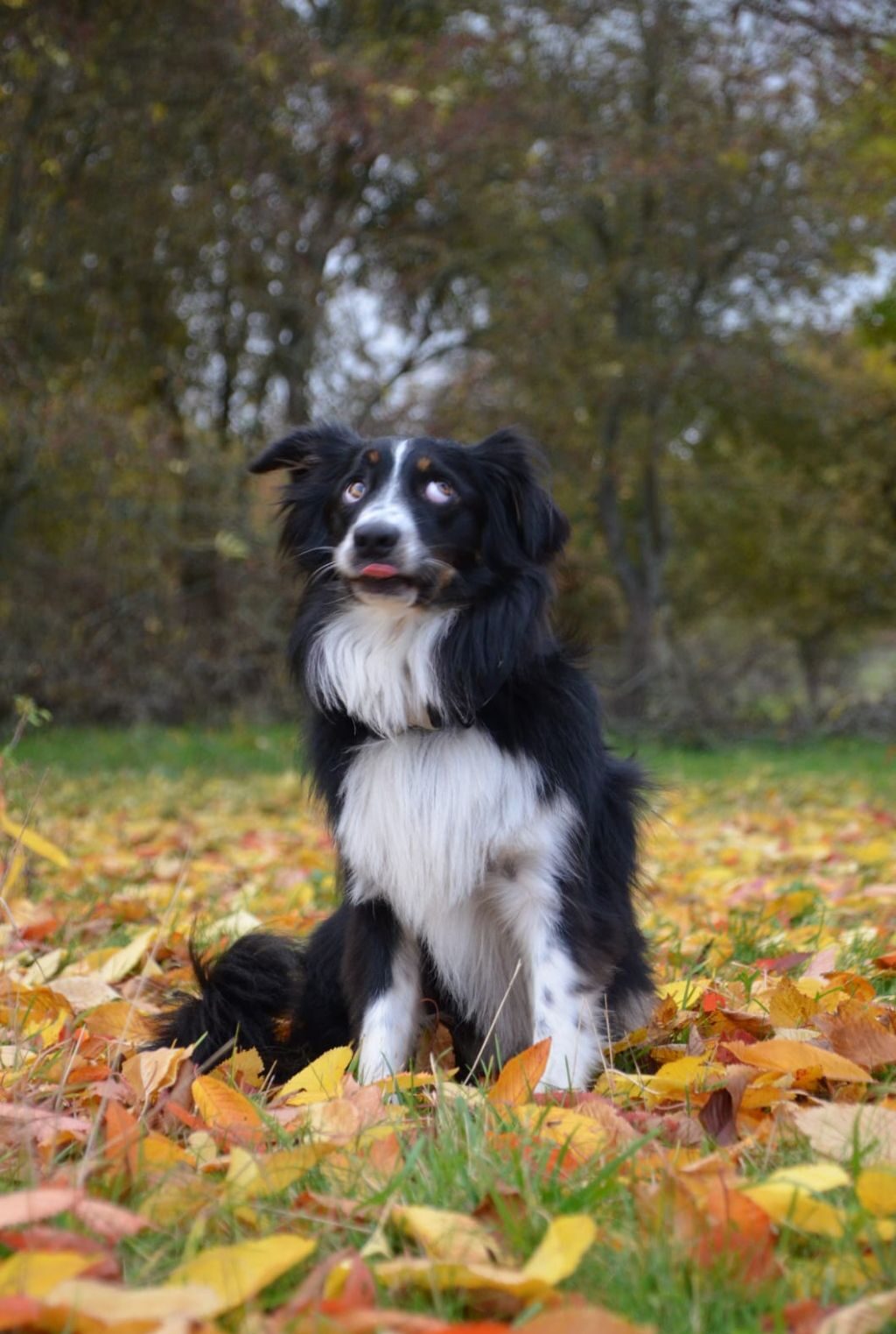 Hund im Hundetraining Kassel