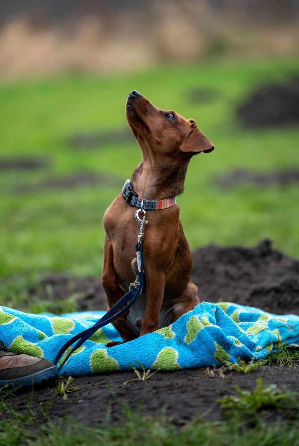 kleiner brauner Hund auf Decke
