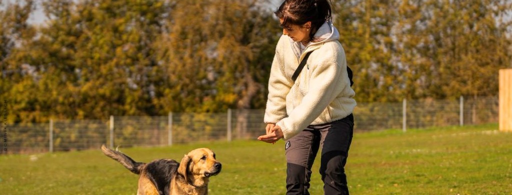 Training mit Hund