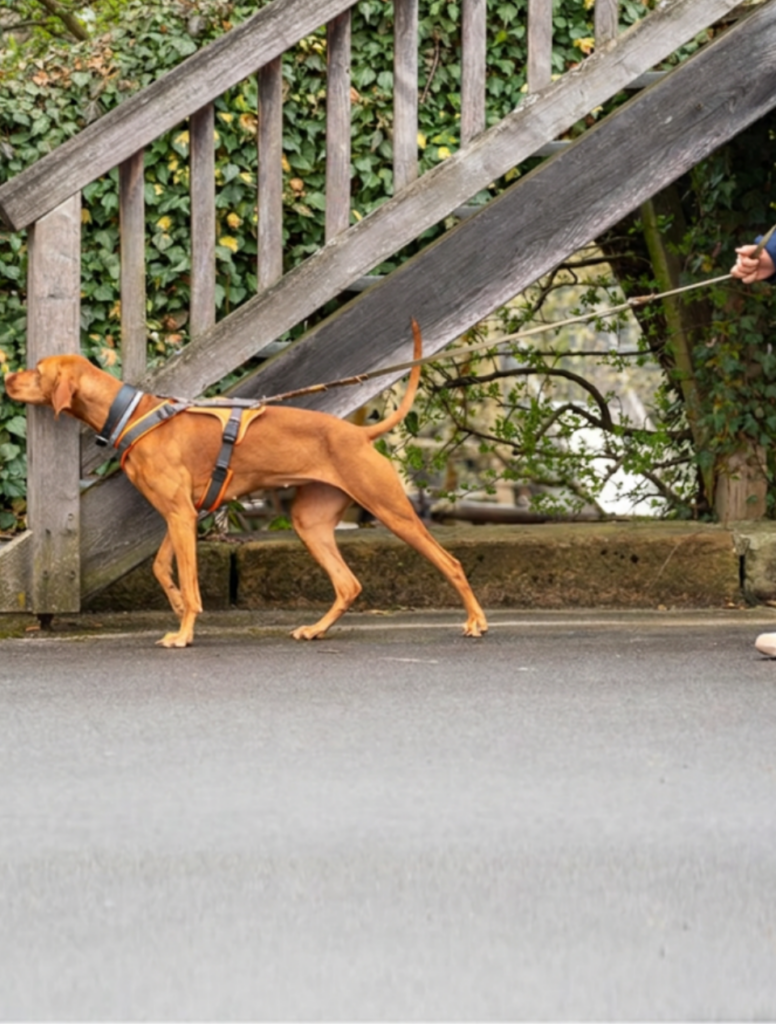 Hund beim Mantrailing Kassel