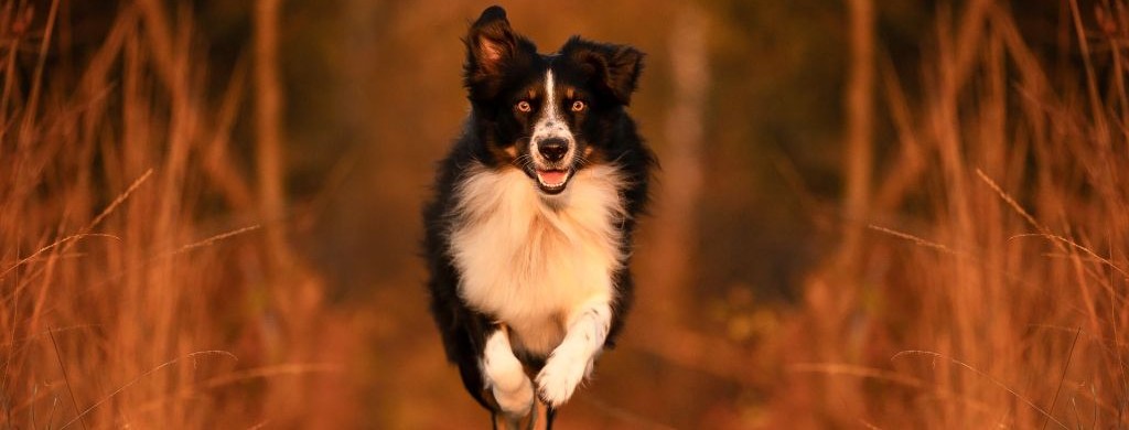 Hund rennt